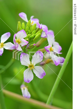 ダイコンの花 (Japanese radish) 124488224