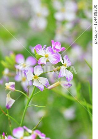 ダイコンの花 (Japanese radish) ダイコンの花 (Japanese radish) 124488230