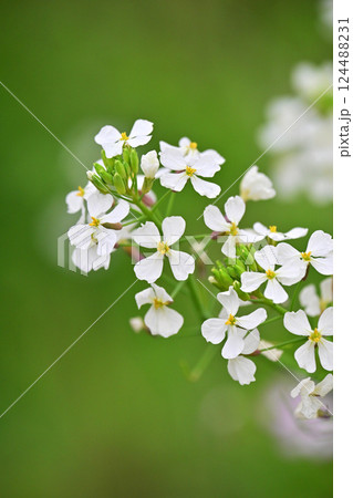 ダイコンの花 (Japanese radish) 124488231