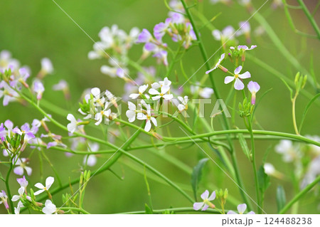 ダイコンの花 (Japanese radish) 124488238