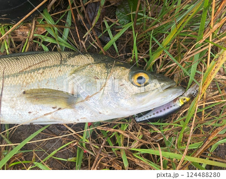 ルアーで釣れたシーバス（スズキ） 124488280