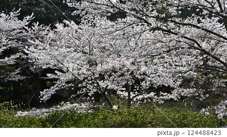 岳ノ木場公園（長崎県大村市） 124488423