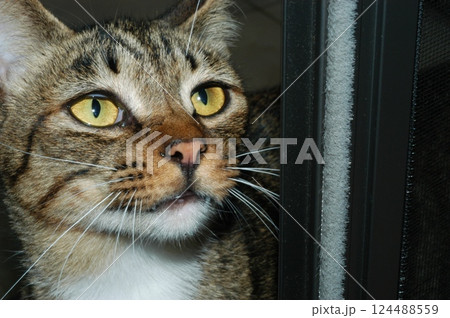 上を見る猫 上を見る猫 124488559