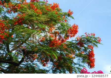 ホウオウボクの花 ホウオウボクの花 124488577