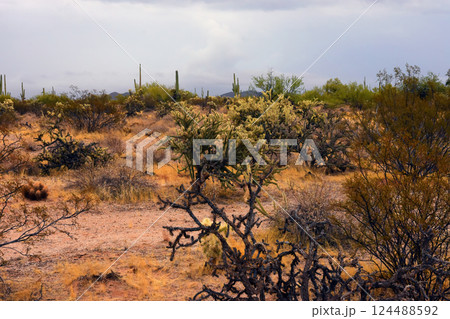 Landscape Sonora Desert Arizona Landscape Sonora Desert Arizona 124488592