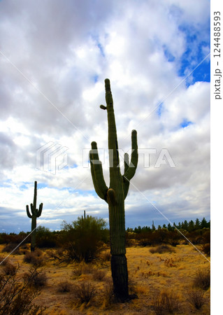 Landscape Sonora Desert Arizona 124488593