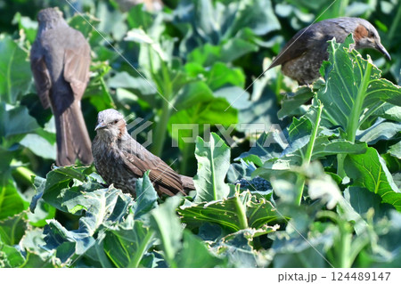 鳥害　食害　ヒヨドリ食害　農作物被害（Bulbul） 124489147