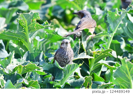 鳥害 食害 ヒヨドリ食害 農作物被害(Bulbul) 鳥害 食害 ヒヨドリ食害 農作物被害(Bulbul) 124489149