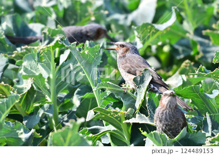 鳥害 食害 ヒヨドリ食害 農作物被害(Bulbul) 鳥害 食害 ヒヨドリ食害 農作物被害(Bulbul) 124489153