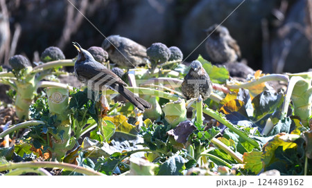 鳥害 食害 ヒヨドリ食害 農作物被害(Bulbul) 鳥害 食害 ヒヨドリ食害 農作物被害(Bulbul) 124489162