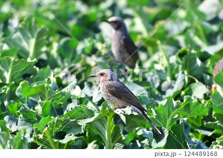 鳥害 食害 ヒヨドリ食害 農作物被害(Bulbul) 鳥害 食害 ヒヨドリ食害 農作物被害(Bulbul) 124489168