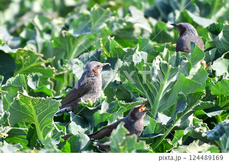 鳥害 食害 ヒヨドリ食害 農作物被害(Bulbul) 鳥害 食害 ヒヨドリ食害 農作物被害(Bulbul) 124489169
