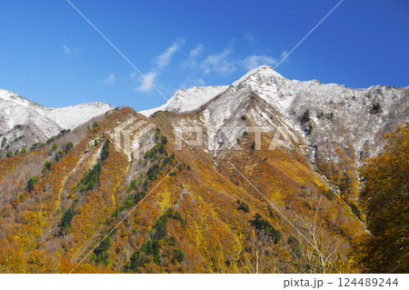 初冬、雪化粧の白毛門(しらがもん)と紅葉の森。マチガ沢からの眺め 初冬、雪化粧の白毛門(しらがもん)と紅葉の森。マチガ沢からの眺め 124489244