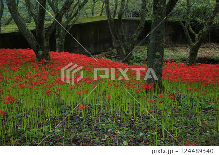 愛媛県松山市　窪野の彼岸花群生地 124489340
