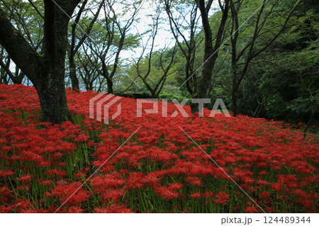 愛媛県松山市　窪野の彼岸花群生地 124489344