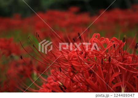 愛媛県松山市　窪野の彼岸花群生地 124489347