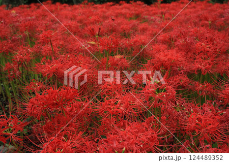愛媛県松山市　窪野の彼岸花群生地 124489352