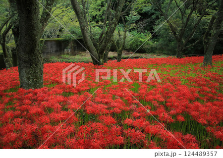 愛媛県松山市　窪野の彼岸花群生地 124489357