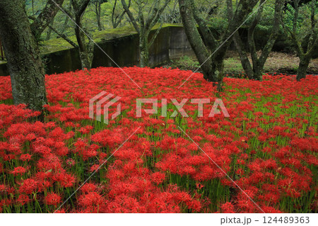 愛媛県松山市　窪野の彼岸花群生地 124489363