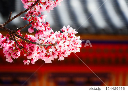 春の陽気と桜の花 124489466