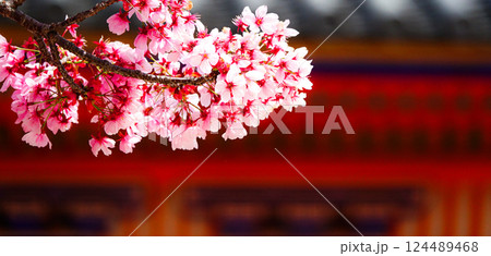 春の陽気と桜の花 春の陽気と桜の花 124489468