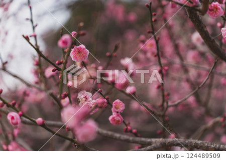早春に咲く梅の花 早春に咲く梅の花 124489509