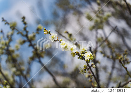早春に咲く梅の花 124489514