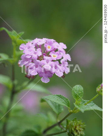 ランタナ(コバノランタナ:Trailing lantana)水滴付き ランタナ(コバノランタナ:Trailing lantana)水滴付き 124489930