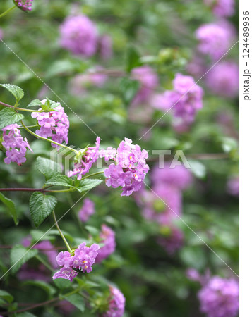 ランタナ(コバノランタナ:Trailing lantana)水滴付き ランタナ(コバノランタナ:Trailing lantana)水滴付き 124489936
