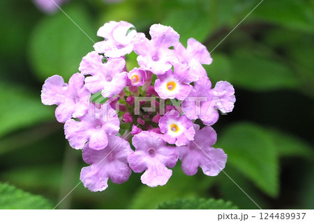 ランタナ(コバノランタナ:Trailing lantana)水滴付き ランタナ(コバノランタナ:Trailing lantana)水滴付き 124489937