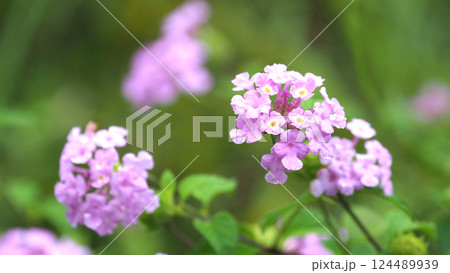 ランタナ（コバノランタナ：Trailing lantana）水滴付き 124489939
