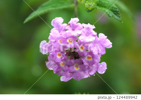 ランタナ(コバノランタナ:Trailing lantana)水滴付き ランタナ(コバノランタナ:Trailing lantana)水滴付き 124489942