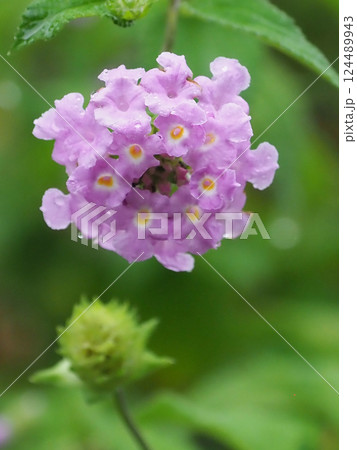 ランタナ(コバノランタナ:Trailing lantana)水滴付き ランタナ(コバノランタナ:Trailing lantana)水滴付き 124489943