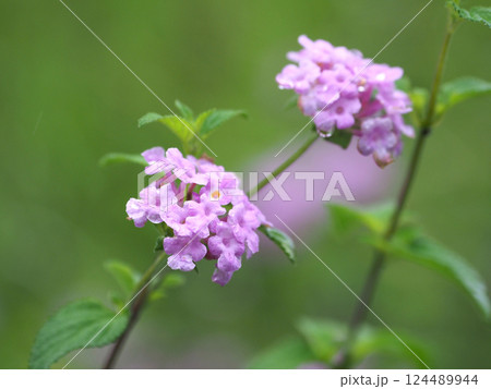 ランタナ（コバノランタナ：Trailing lantana）水滴付き 124489944