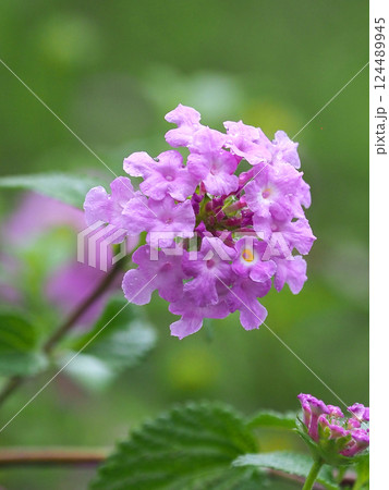 ランタナ（コバノランタナ：Trailing lantana）水滴付き 124489945