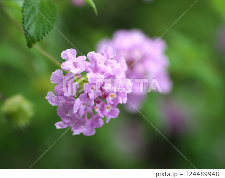 ランタナ（コバノランタナ：Trailing lantana）水滴付き 124489948