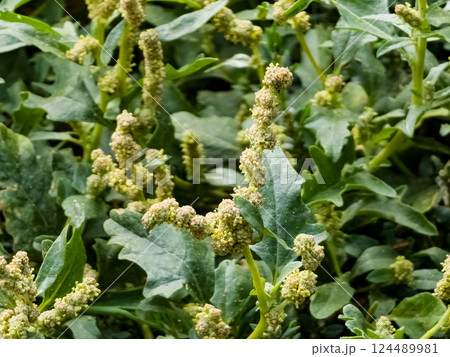 Chenopodium is a genus of subshrubs in family Amaranthaceae. Selective focus. Close-up. Chenopodium is a genus of subshrubs in family Amaranthaceae. Selective focus. Close-up. 124489981