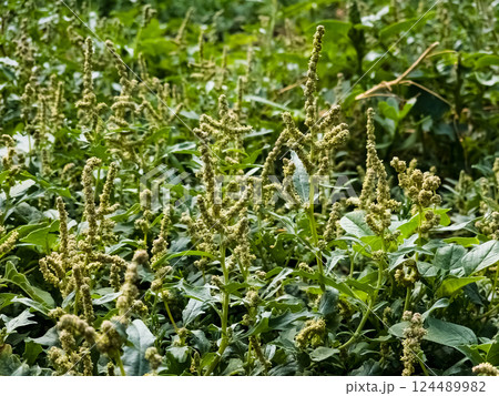 Chenopodium is a genus of subshrubs in the family Amaranthaceae. 124489982