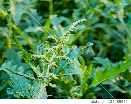 Chenopodium is a genus of subshrubs in the family Amaranthaceae. Selective focus. Close-up. Chenopodium is a genus of subshrubs in the family Amaranthaceae. Selective focus. Close-up. 124489983