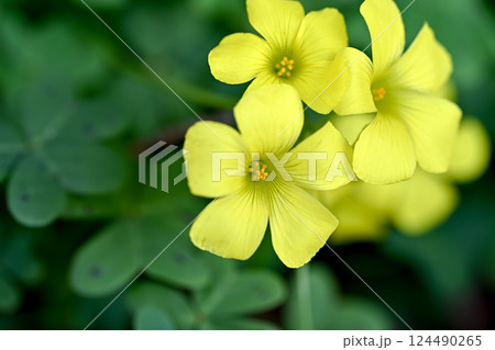 オオキバナカタバミ 124490265