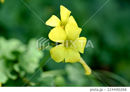 オオキバナカタバミ 124490266