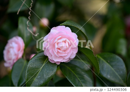 八重咲の椿の花 124490306
