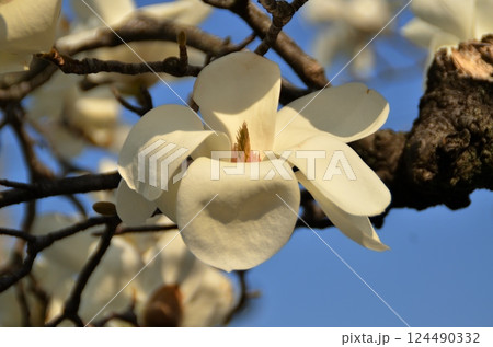 青空と木蓮の花 青空と木蓮の花 124490332