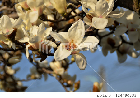 青空と木蓮の花 青空と木蓮の花 124490333