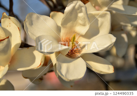 青空と木蓮の花 青空と木蓮の花 124490335