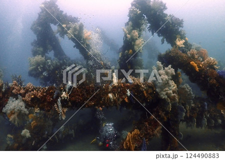 真鶴 岩ポイントのソフトコーラル 124490883