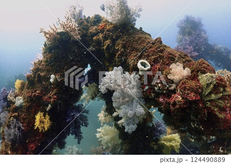 真鶴 岩ポイントのソフトコーラル 124490889