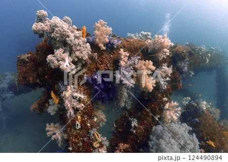 真鶴 岩ポイントのソフトコーラル 124490894