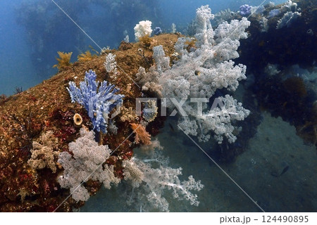 真鶴 岩ポイントのソフトコーラル 124490895