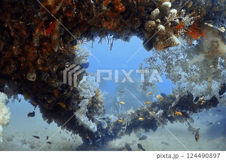真鶴 岩ポイントのソフトコーラル 124490897